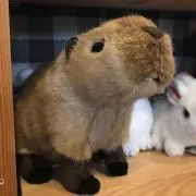 とんすけ