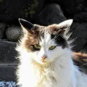 ラムの画像
