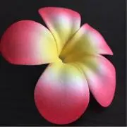 のりの画像