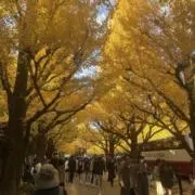 ポンダの画像