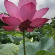 せんでんの画像