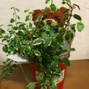 ユミクロの画像