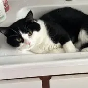 jojoの画像
