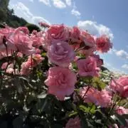 yktellの画像