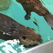 りんごの画像