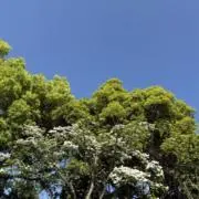 Kukuの画像