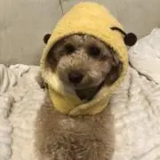 ひにゃーすけの画像