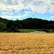 あにょ