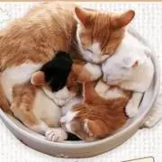 ねこ鍋さん。。。の画像