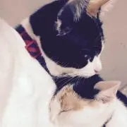 TOMO