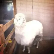 はーママ★の画像