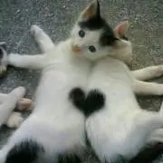 にゃん (﹡֦ơ ﻌ ơ֦﹡) ちむ