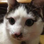 チロリンઈ(◕ั◡◕ั)の画像