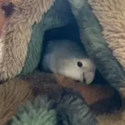 ぎんじろうの画像
