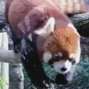 パンちゃんの画像