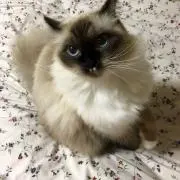 しじみちゃん