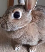 ヤックルの画像