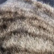 さばのかんずめの画像