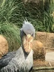 よしだの画像