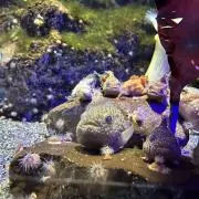 まめこの画像