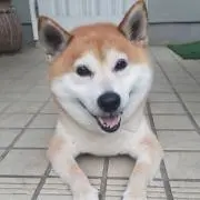 tan 11の画像