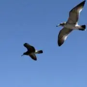 AIの画像