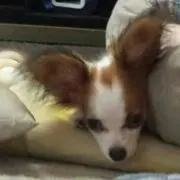 凜