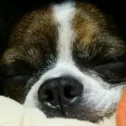 リーフの画像