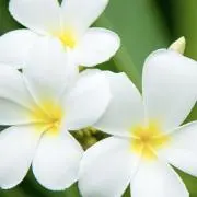 ogiogiの画像