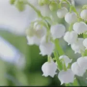 よしべいの画像