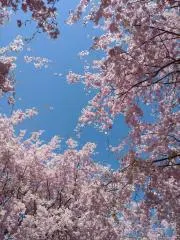 ゆうの画像