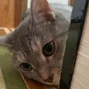 ゆっさんの画像