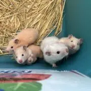 カプチーノ