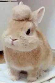 ミュウミュウ