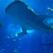 たまごんの画像
