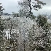 おかゆの画像