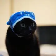 Kuroの画像