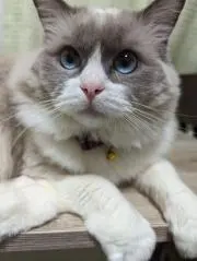 にゃるまの画像