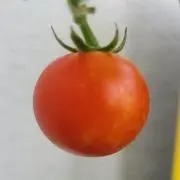 YSSariの画像