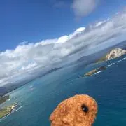 カピぐまの画像