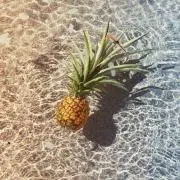タラバの画像