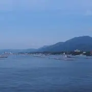 小原柳の画像