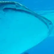 べーやん
