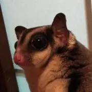 ナタデココ(プロフ必読)の画像