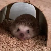 もっちーの画像