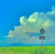 ぽぽの画像