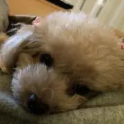 T.Kinの画像