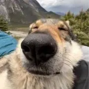 ぱるたんの画像