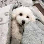 あんとの画像