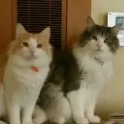 羊のティミー